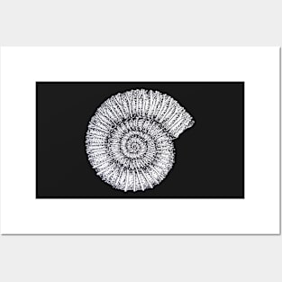 Ammonite Posters and Art